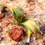 welwitschia leaves